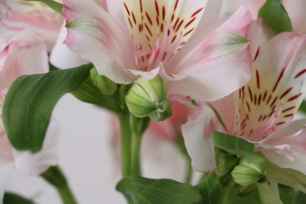 アルストロメリアの切り花を長持ちさせる手入れ方法 花言葉 特徴は 切り花図鑑 切り花メディア 現役花屋店員が運営 Applaugh Flower