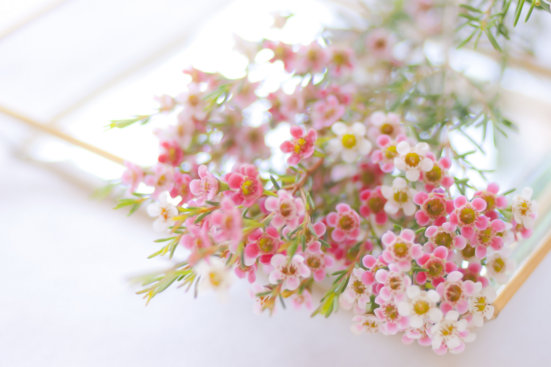 花（ワックスフラワー）