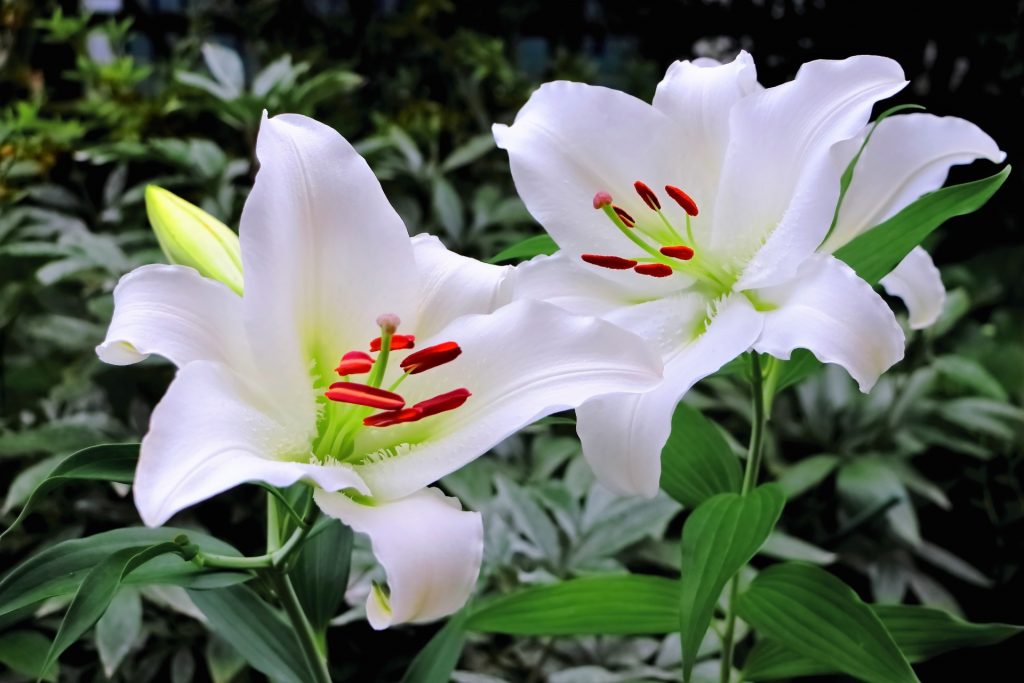 ユリの切り花を長持ちさせる手入れ方法 花言葉 特徴は 切り花図鑑 花のメディア Applaugh Flower