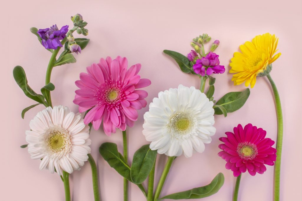 ガーベラの切り花はしおれやすい 長持ちさせるお手入れ方法 水の量や花言葉も解説 切り花図鑑 切り花メディア 現役花屋店員が運営 Applaugh Flower