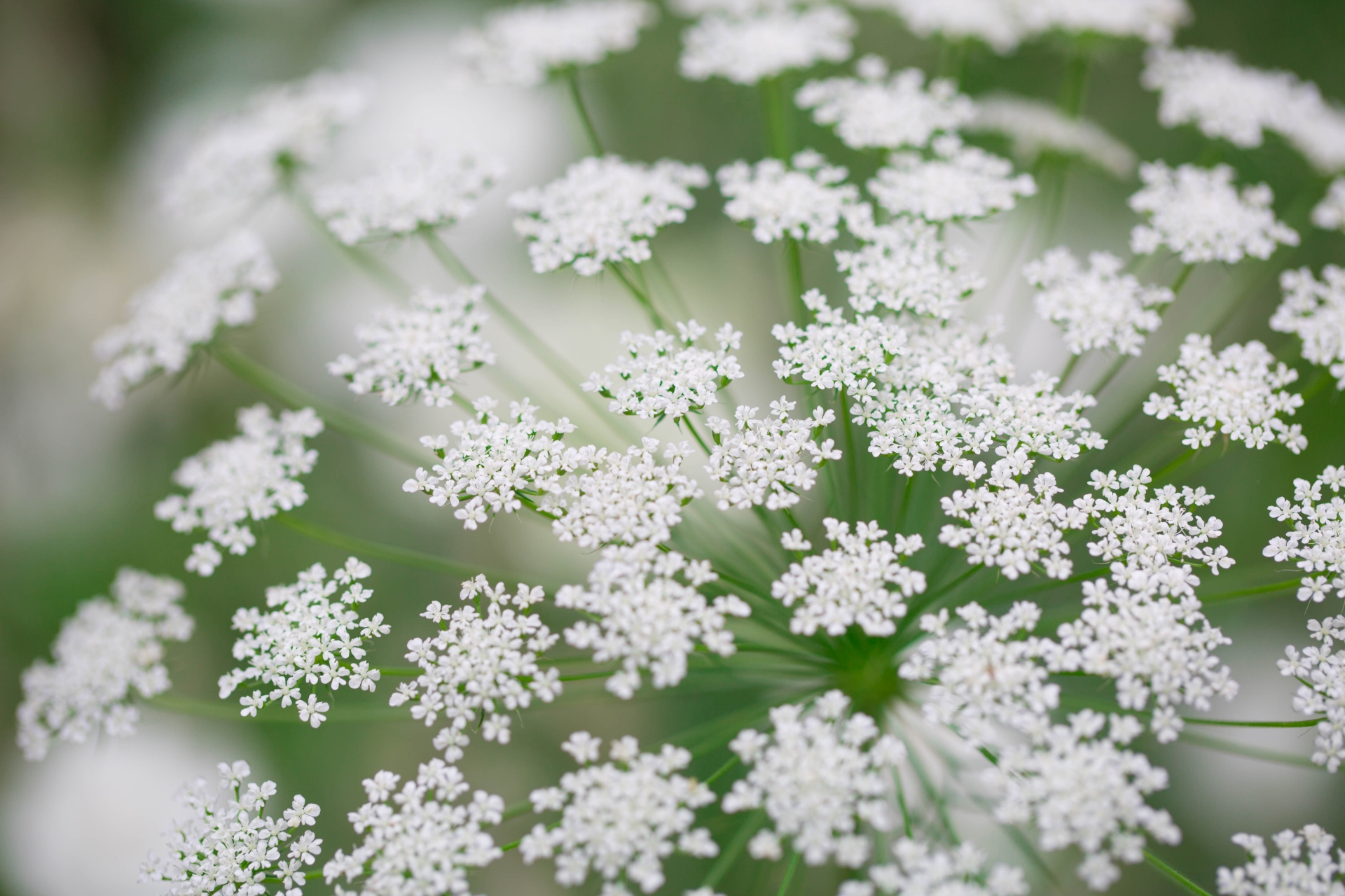 レースフラワー（ホワイトレースフラワー）の切り花を長持ちさせるお