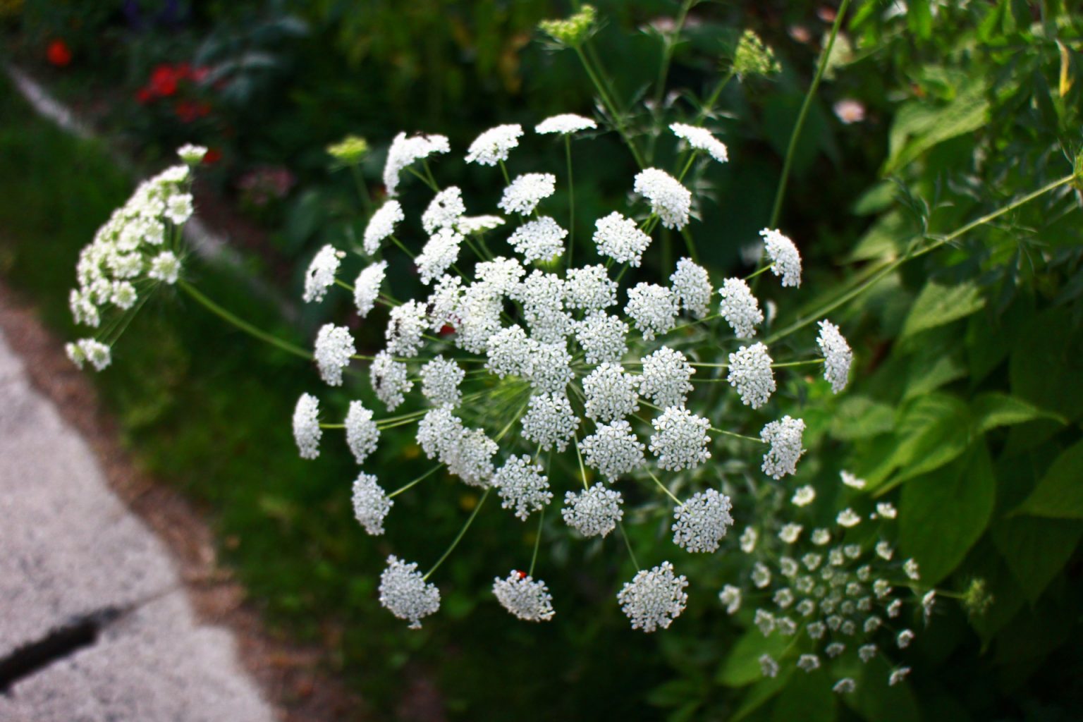 レースフラワー（ホワイトレースフラワー）の切り花を長持ちさせるお手入れ方法は？特徴や花言葉も解説！【切り花図鑑】 練馬区平和台の花屋
