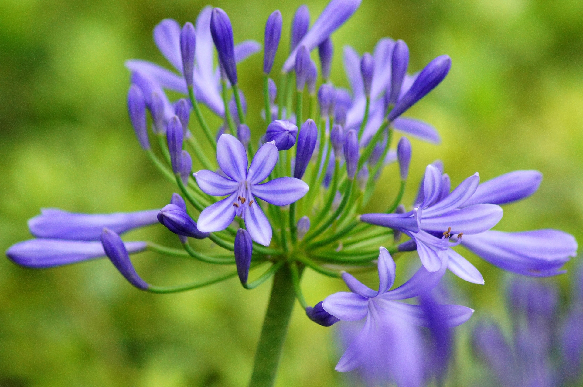 アガパンサスの切り花の見頃の時期は？長持ちさせるお手入れ方法、花言葉も解説！【切り花図鑑】 - 練馬区平和台の花屋 Flower Shop  Applaugh