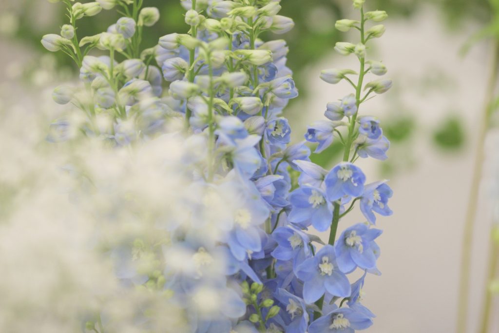 デルフィニウムの切り花を長持ちさせる手入れ方法 花言葉 特徴は 切り花図鑑 切り花メディア 現役花屋店員が運営 Applaugh Flower