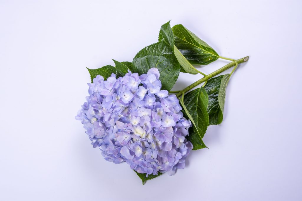 アジサイ 紫陽花 の切り花を長持ちさせるお手入れ方法は 値段や日持ち 花言葉も解説 切り花図鑑 切り花メディア 現役花屋店員が運営 Applaugh Flower
